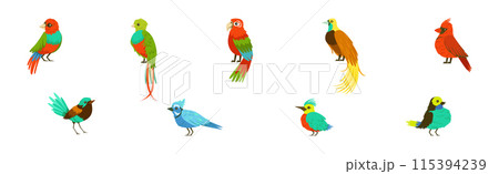 Bright Tropical Bird with Colorful Feathers Vector Set 115394239