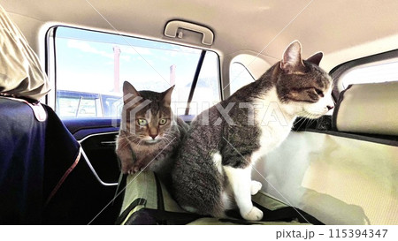 横川サービスエリアで休憩するキジトラ猫とサバトラ猫 115394347