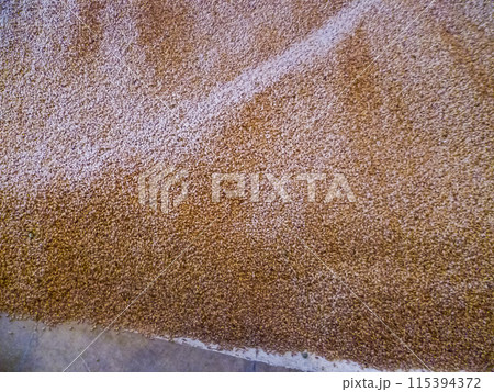 Barley prepared as raw material for the production of Chodovar beer Barley prepared as raw material for the production of Chodovar beer 115394372
