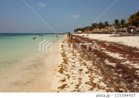 saragassum algae in Puerto Morelos beach in Riviera Maya, Mexico, Caribbean Sea 115394437