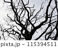 Oak Silhouettes 115394511