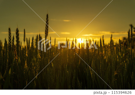 Ears of wheat in golden color at sunset. Close-up of wheat plantation against the sun Ears of wheat in golden color at sunset. Close-up of wheat plantation against the sun 115394626