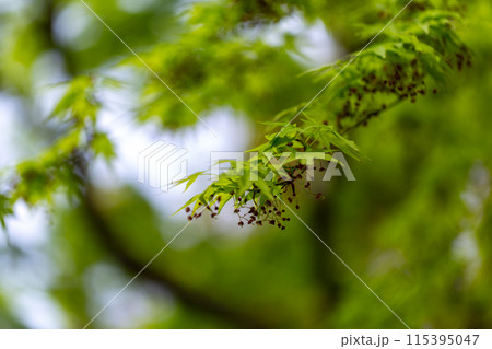 緑のもみじ 115395047