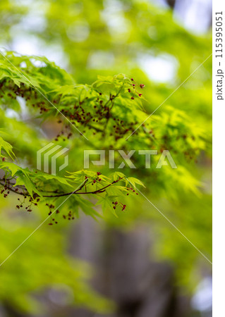 緑のもみじ 115395051