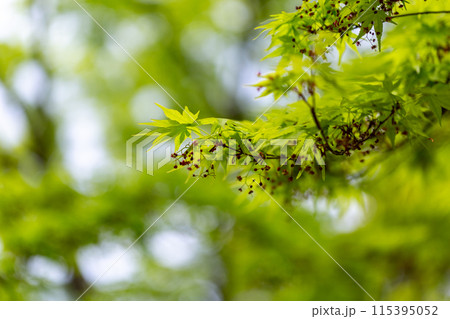 緑のもみじ 115395052