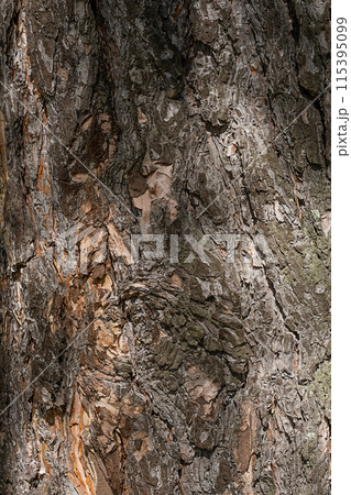 Pine tree bark detail. Pine tree bark detail. 115395099