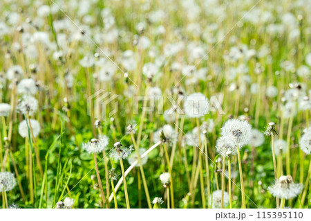 Dandelions in the grass. Rural scenery. Dandelions in the grass. Rural scenery. 115395110