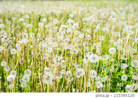 Dandelion field. Meadow of blowballs. 115395120