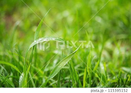 Dew on the blades of green grass. 115395152