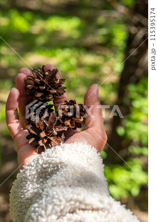 Hand holding some pine cones. 115395174