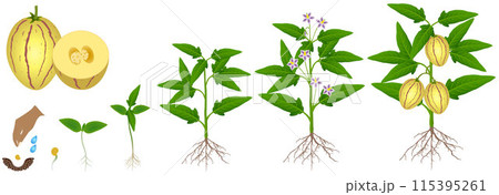Cycle of growth of pepino melon plant plant on a white background. 115395261