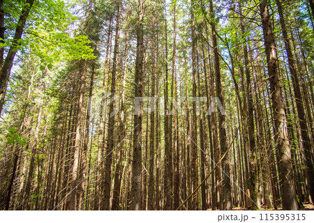 Fabulous and mysterious path in the forest. Location place of Carpathians mountain, Ukraine, Europe. Fabulous and mysterious path in the forest. Location place of Carpathians mountain, Ukraine, Europe. 115395315