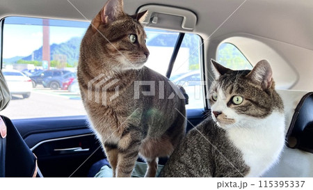 横川サービスエリアで休憩するキジトラ猫とサバトラ猫 115395337