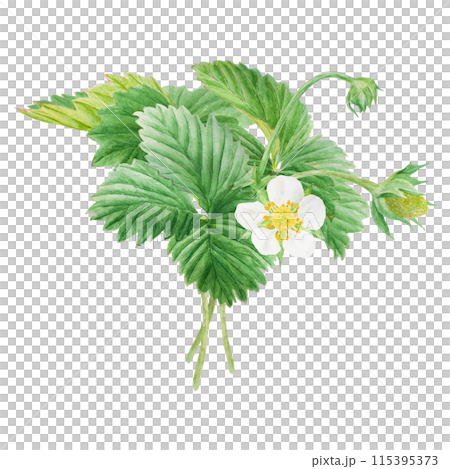 Strawberry bush with green leaves, white flowers. Hand drawn watercolor illustration. Food art, fresh botanical realistic painting. Summer floral clipart for farm goods, vegan products packing, prints Strawberry bush with green leaves, white flowers. Hand drawn watercolor illustration. Food art, fresh botanical realistic painting. Summer floral clipart for farm goods, vegan products packing, prints 115395373