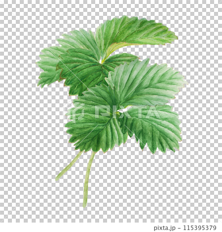Strawberry bush with green leaves. Hand drawn watercolor illustration. Food art, fresh botanical realistic painting. Summer floral clipart for farm goods, vegan products packing, prints Strawberry bush with green leaves. Hand drawn watercolor illustration. Food art, fresh botanical realistic painting. Summer floral clipart for farm goods, vegan products packing, prints 115395379