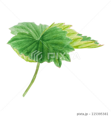 Strawberry green leaf. Hand drawn watercolor illustration. Food art, fresh botanical realistic painting. Summer floral clipart for farm goods, vegan products packing, prints Strawberry green leaf. Hand drawn watercolor illustration. Food art, fresh botanical realistic painting. Summer floral clipart for farm goods, vegan products packing, prints 115395381