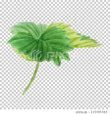 Strawberry green leaf. Hand drawn watercolor illustration. Food art, fresh botanical realistic painting. Summer floral clipart for farm goods, vegan products packing, prints 115395381