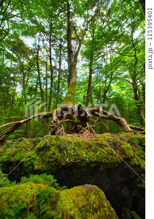 苔の生えた岩 115395401