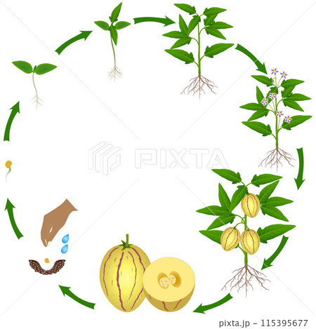 Life cycle of pepino melon plant on a white background. Life cycle of pepino melon plant on a white background. 115395677