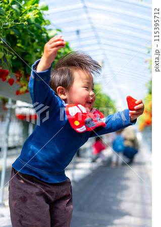 苺狩りを楽しむ家族 幼児 いちご狩り 苺狩りを楽しむ家族 幼児 いちご狩り 115395712