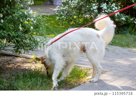 A white dog is on a red leash and is sniffing the grass in the field 115395718
