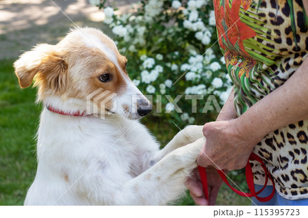 Woman in leopard print shirt holding dogs paw, standing on grass 115395723