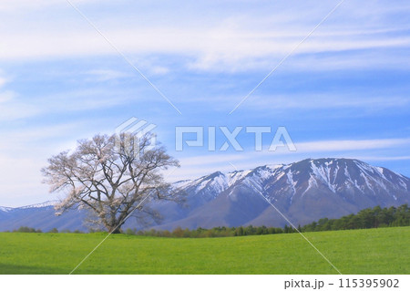 【岩手県】春の小岩井農場の一本桜と残雪の岩手山 115395902