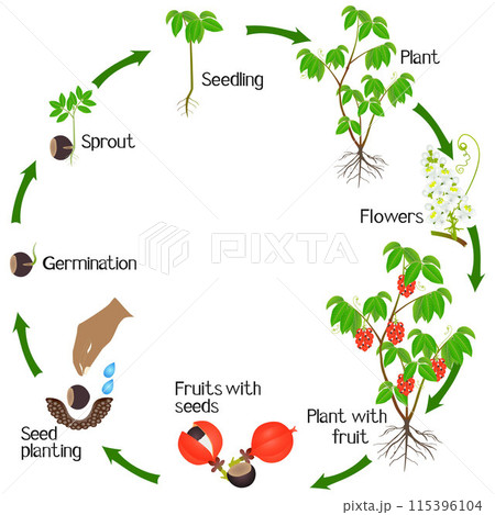 A growth cycle of a guarana plant on a white background. 115396104