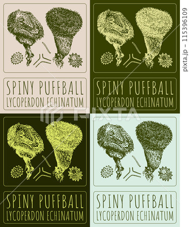 Set of vector drawing SPINY PUFFBALL in various colors. Hand drawn illustration. The Latin name is LYCOPERDON ECHINATUM 115396109