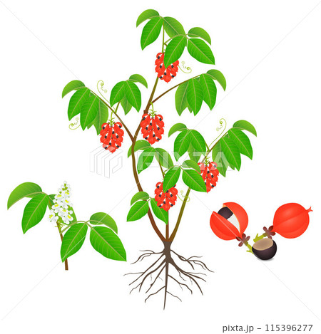 Guarana Paullinia cupana shrubs with fruits and flowers on a white background. 115396277