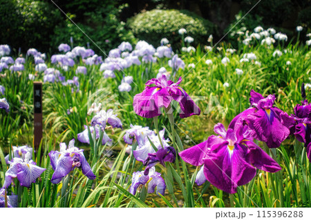 大阪、城北菖蒲園の花菖蒲 大阪、城北菖蒲園の花菖蒲 115396288