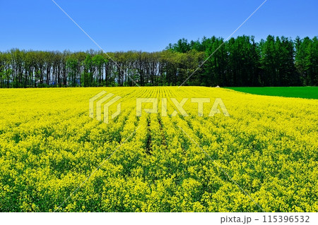 北海道十勝地方の菜の花畑 115396532
