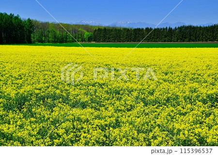 北海道十勝地方の菜の花畑 115396537