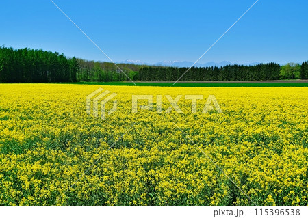北海道十勝地方の菜の花畑 115396538