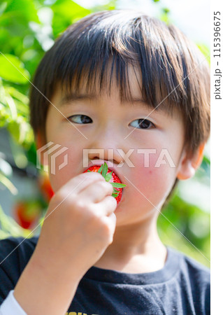苺狩りを楽しむ家族 幼児 いちご狩り 苺狩りを楽しむ家族 幼児 いちご狩り 115396675
