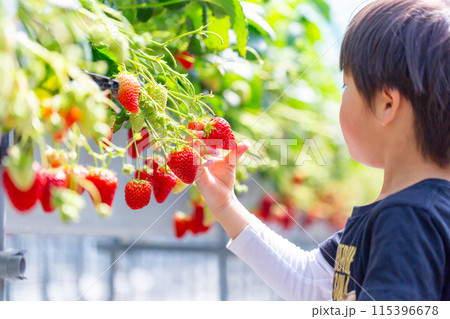 苺狩りを楽しむ家族 幼児 いちご狩り 苺狩りを楽しむ家族 幼児 いちご狩り 115396678