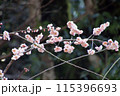 春の日差しを浴びて輝く満開のピンクの梅の花 115396693
