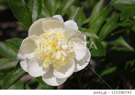 ミスアメリカ 白い花びらのミスアメリカというシャクヤクの花をアップで撮影した風景の写真素材 [115396745] - PIXTA