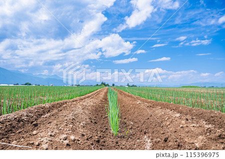 松本一本ねぎ 野菜畑 松本一本ねぎ 野菜畑 115396975