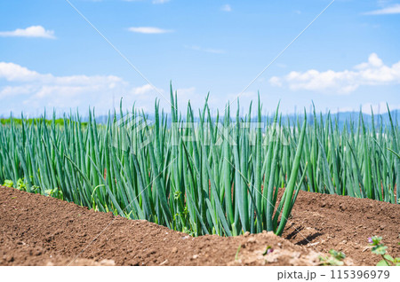 野菜畑　松本一本ねぎ 115396979