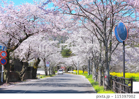 栃木市 太平山遊覧道路の桜のトンネル 栃木市 太平山遊覧道路の桜のトンネル 115397002