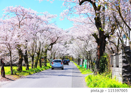 栃木市 太平山遊覧道路の桜のトンネル 栃木市 太平山遊覧道路の桜のトンネル 115397005