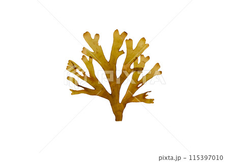 Forked ribbon seaweed or dictyota dichotoma isolated on white. 115397010