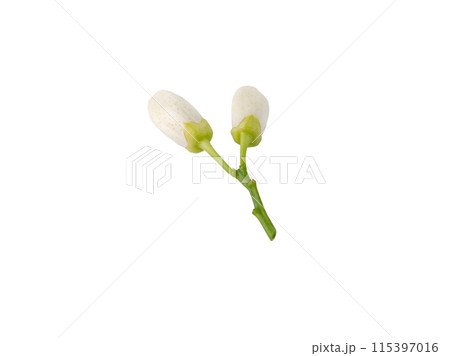 Orange tree buds isolated on white 115397016