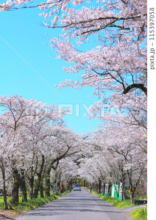 栃木市 太平山遊覧道路の桜のトンネル 栃木市 太平山遊覧道路の桜のトンネル 115397058