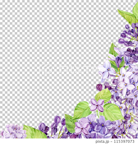 Corner composition of lilac flowers. Violet flowers on a transparent background. Watercolor illustration for the design of cosmetics, perfumes, greeting cards for Mother's Day, spring weddings. 115397073