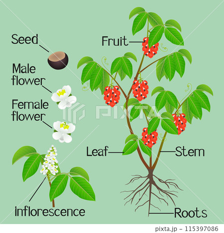 Parts of a guarana paullinia cupana plant on a green background. 115397086
