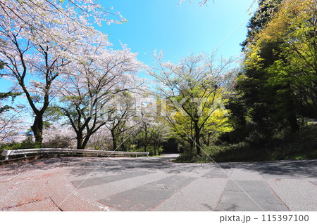 太平山遊覧道路の桜／栃木県栃木市 115397100
