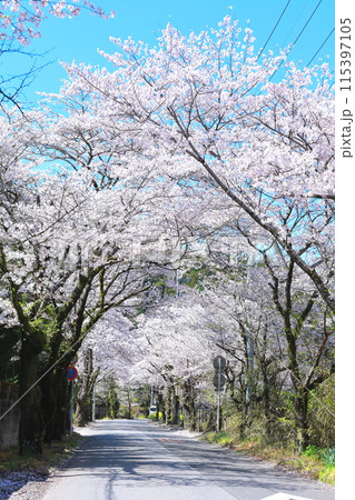 栃木市 太平山遊覧道路の桜のトンネル 栃木市 太平山遊覧道路の桜のトンネル 115397105
