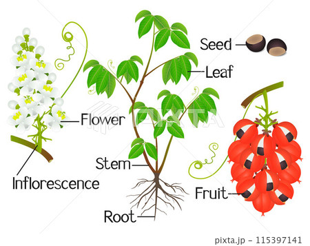 Parts of a guarana plant on a white background. 115397141